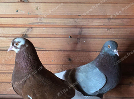 Birmigham Roller Breeding Pair