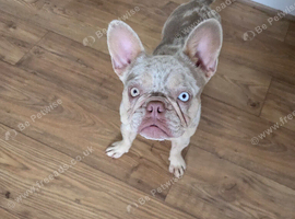Isabella Lilac Merle French Bulldog