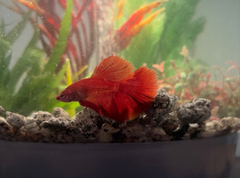Betta fish and Tank with gravel & plants