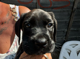 Puppies