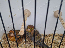 Canary for sale