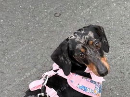 Dapple miniature dachshund female