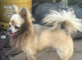 Male creme longfur chihuahua