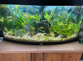Aquarium and fish