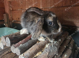 8 week old female lop