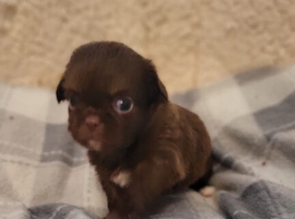 Apple head Chihuahua puppies long haired