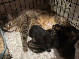 4 British Shorthair kittens