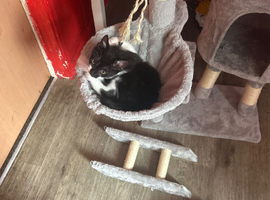 Tabby male kitten