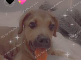 Puppy