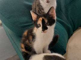 Kittens ready now