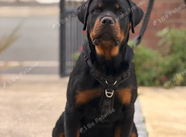 Top Bloodline Rottweiler pup