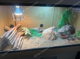 Bearded dragon male + Viv + accessories