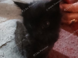 Tuxedo fluffly kittens