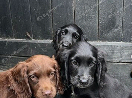 Cocker spaniel puppies