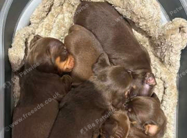 Mini chocolate daschund