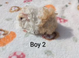 Longhaired lunkarya and texel guinea pigs