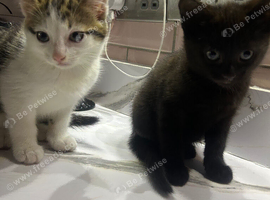 2 beautiful kittens