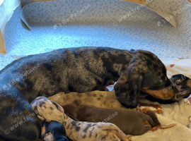 Miniature Dachshund Puppies