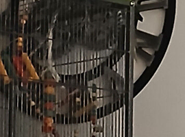 Indian Ringneck