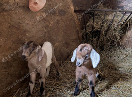 Pygmy crosses females kids