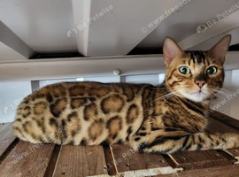 Rosette bengal for sale