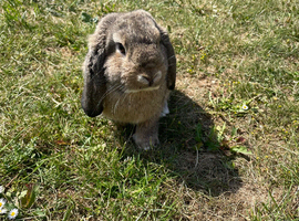 AGOUTI rabbit