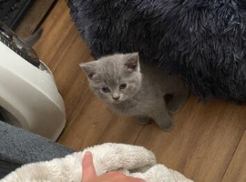 Kittens for sale 3 left