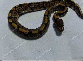 Ball pythons