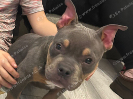 4 month old female pocket
