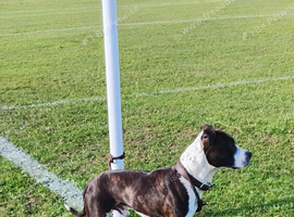 A Proper Young Stafford Ready for Stud Duty!
