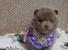 Amazing lilac girls russian line pomeranians