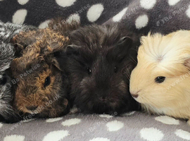 4 Boars available