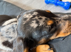 9 week old male miniature dachshund