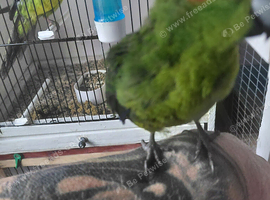 Cockatiel and kakariki.