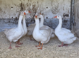 EMBDEN GEESE