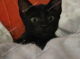 Beautiful brother and sister kittens