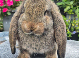 French Lops available for Reservation.