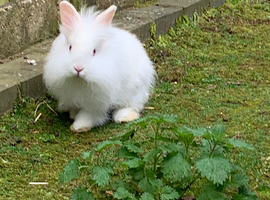 Beautiful lionhead and Rex
