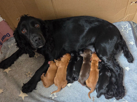 KC registered Cocker Spaniel puppies