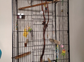 Extra large flight cage &pound;75