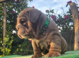 Stunning English Bulldog Puppies