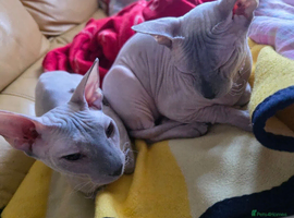 Mother and daughter must stay together