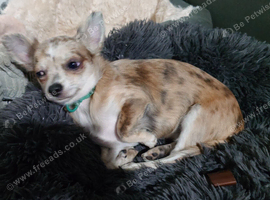 Chihuahua girl blue+lilac merle on cream 5m semi long coat
