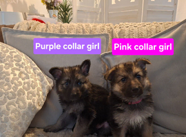 German shepherd pups