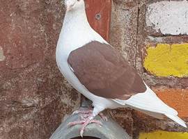 Saddle racing pigeons for sale