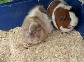 2 male (intact) Guinea pigs