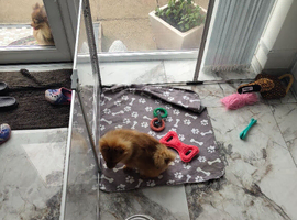 6month male KC registered 5 generation pedigree