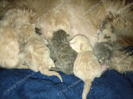 Short haired kittens ready now