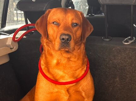 Gorgeous fox red Labrador  for stud