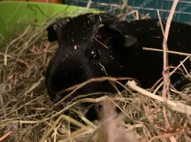2 female guinea pigs rehoming